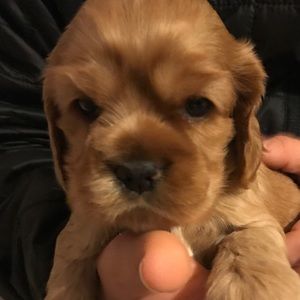 Meet your Posher, Ian